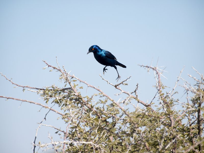 Bird, Etosha National Park